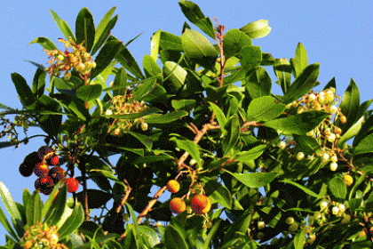 Strawberry-tree