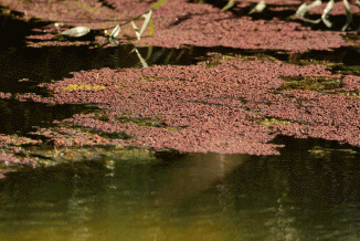 Fern, Water