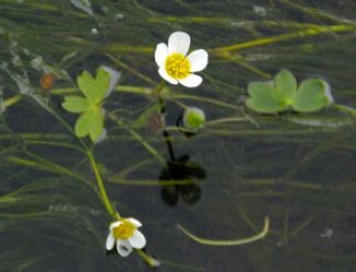 Water-crowfoot, Pond
