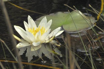 Water-lily, White