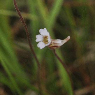 Butterwort, Pale