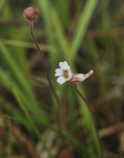Butterwort, Pale