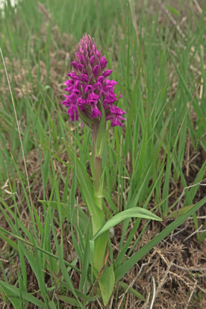 Marsh-orchid, Irish