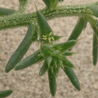 Saltwort, Prickly