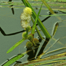 Bur-reed, Unbranched