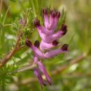 Ramping-fumitory, Common