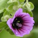 Tree-mallow