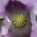 Poppy, Opium