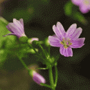 Purslane, Pink