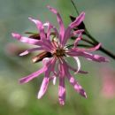 Ragged-Robin