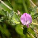 Restharrow, Common