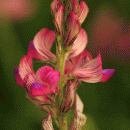 Sainfoin