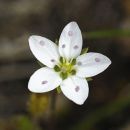 Sandwort, Spring