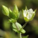 Sandwort, Thyme-leaved