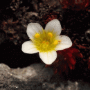Saxifrage, Irish