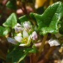 Scurvygrass, Danish