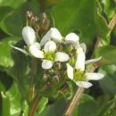 Scurvygrass, Common
