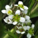 Scurvygrass, English