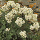 Sea-kale