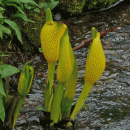 Skunk-cabbage, American