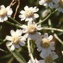 Sneezewort