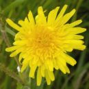 Sowthistle, Perennial