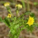 Sowthistle, Prickly