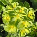 Spurge, Sea