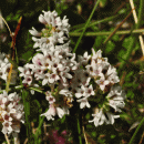 Squinancywort