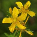 St John's-wort, Perforate