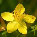 St John's-wort, Slender