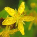 St John's-wort, Square-stalked