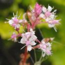 St Patrick's-cabbage