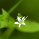 Stitchwort, Bog