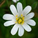 Stitchwort, Greater