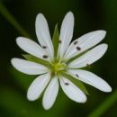 Stitchwort, Lesser
