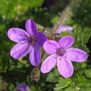 Stork's-bill, Common