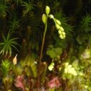 Sundew, Round-leaved
