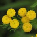 Tansy