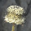 Teasel, Small