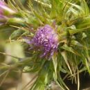 Thistle, Slender