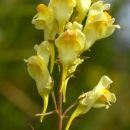 Toadflax, Common