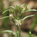 Toadflax, Small