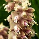 Toothwort