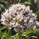 Valerian, Common