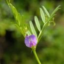 Vetch, Common