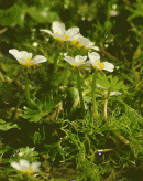 Water-crowfoot, Brackish