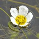 Water-crowfoot, Pond