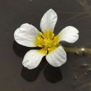 Water-crowfoot, Thread-leaved
