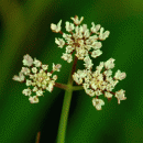 Water-dropwort, Tubular